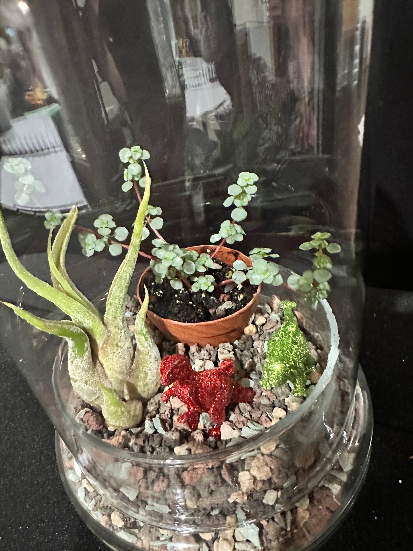 6” covered glass dome terrarium