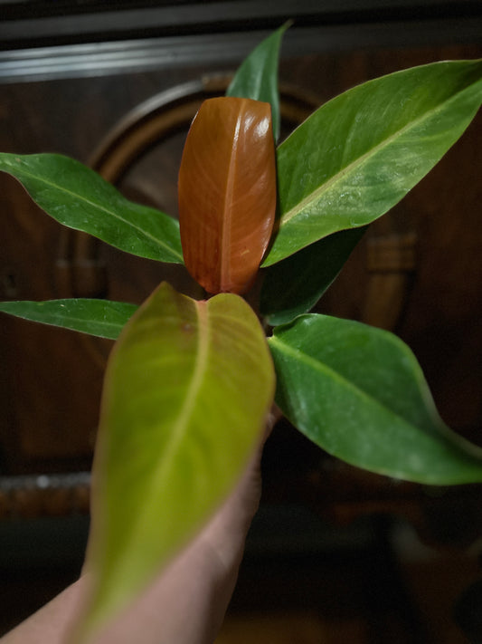 Philodendron Red Sun