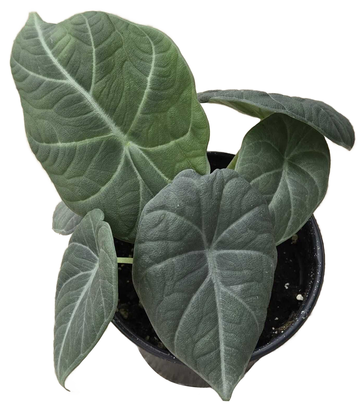 Alocasia Maharani 4 inch Grower Pot