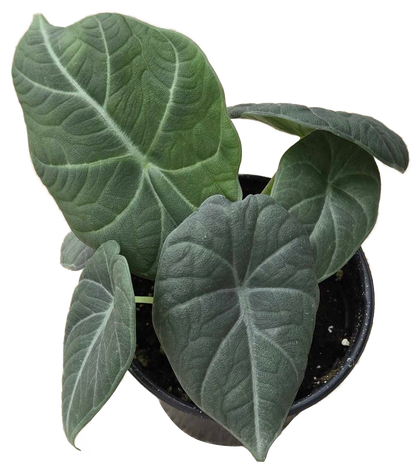 Alocasia Maharani 4 inch Grower Pot