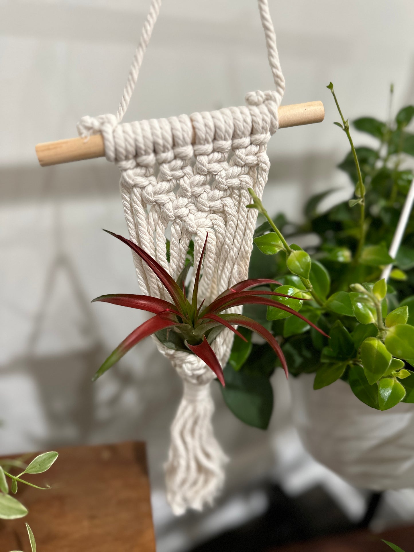 Macrame Air Plant Hangers