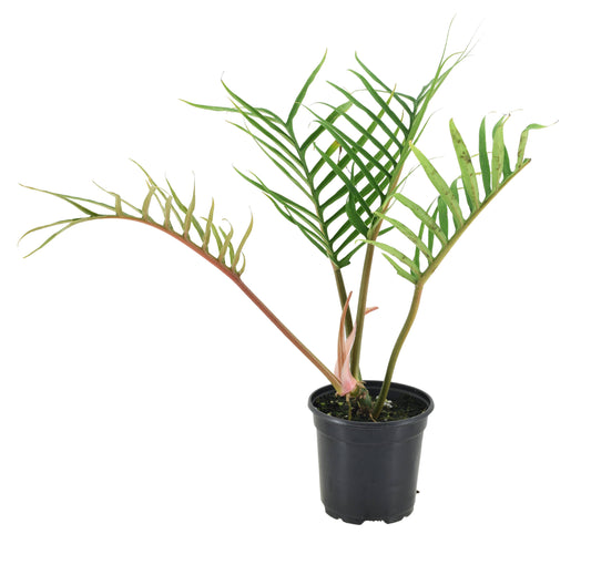 Philodendron Tortum 4 inch Grower Pot