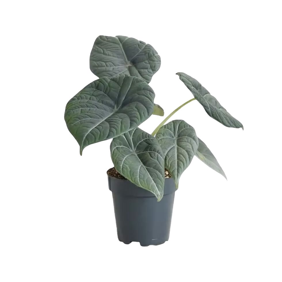 Alocasia Maharani 4 inch Grower Pot
