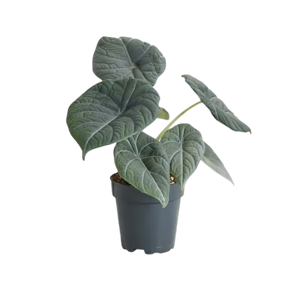 Alocasia Maharani 4 inch Grower Pot