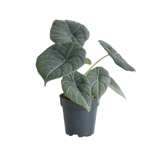 Alocasia Maharani 4 inch Grower Pot