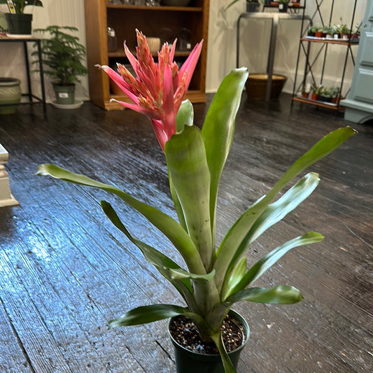 Bromeliad Fredicha