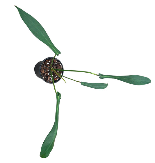 Philodendron Joepii 4 inch in Grower Pot