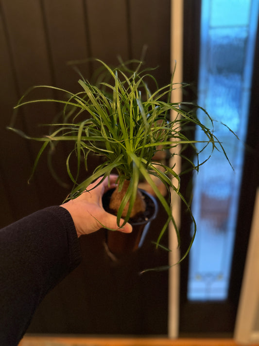 ponytail palm stump