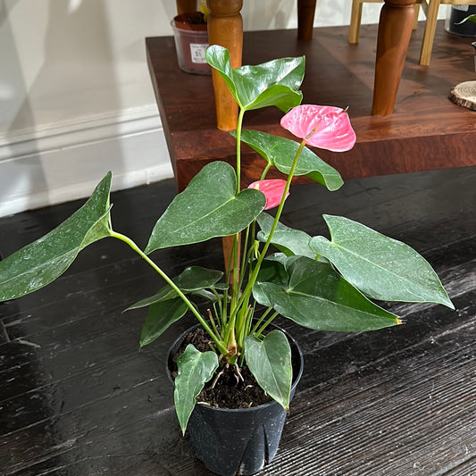 Anthurium pink