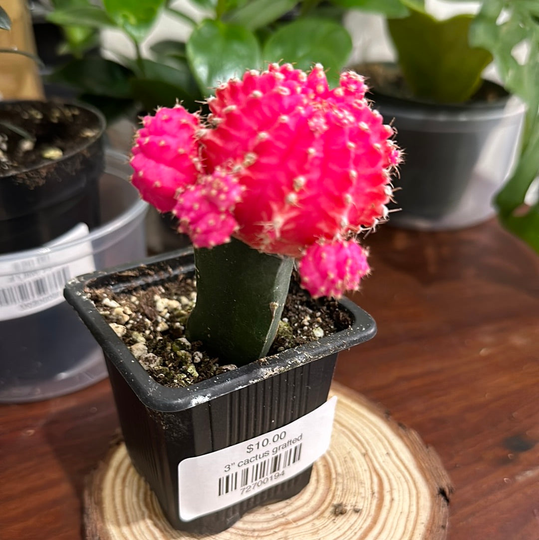 3” cactus grafted