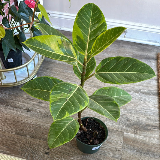 Ficus Altissima