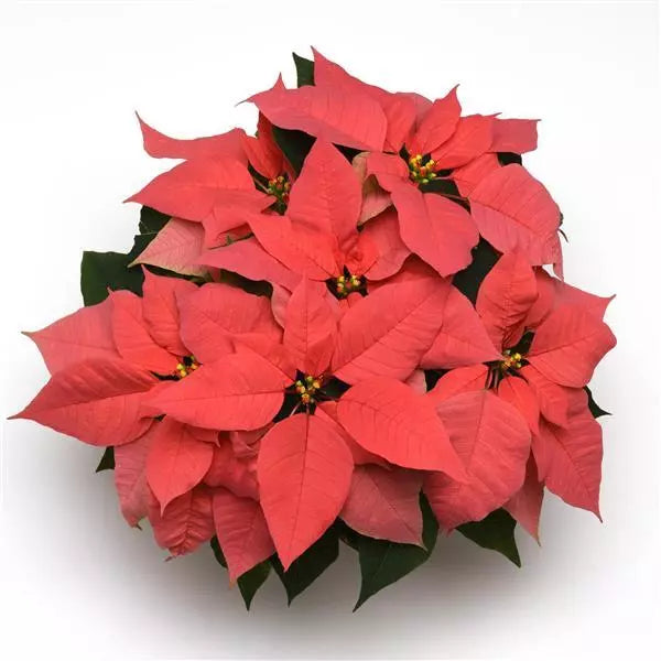 6.5” poinsettia