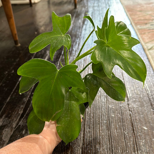 Philodendron Panduriforme