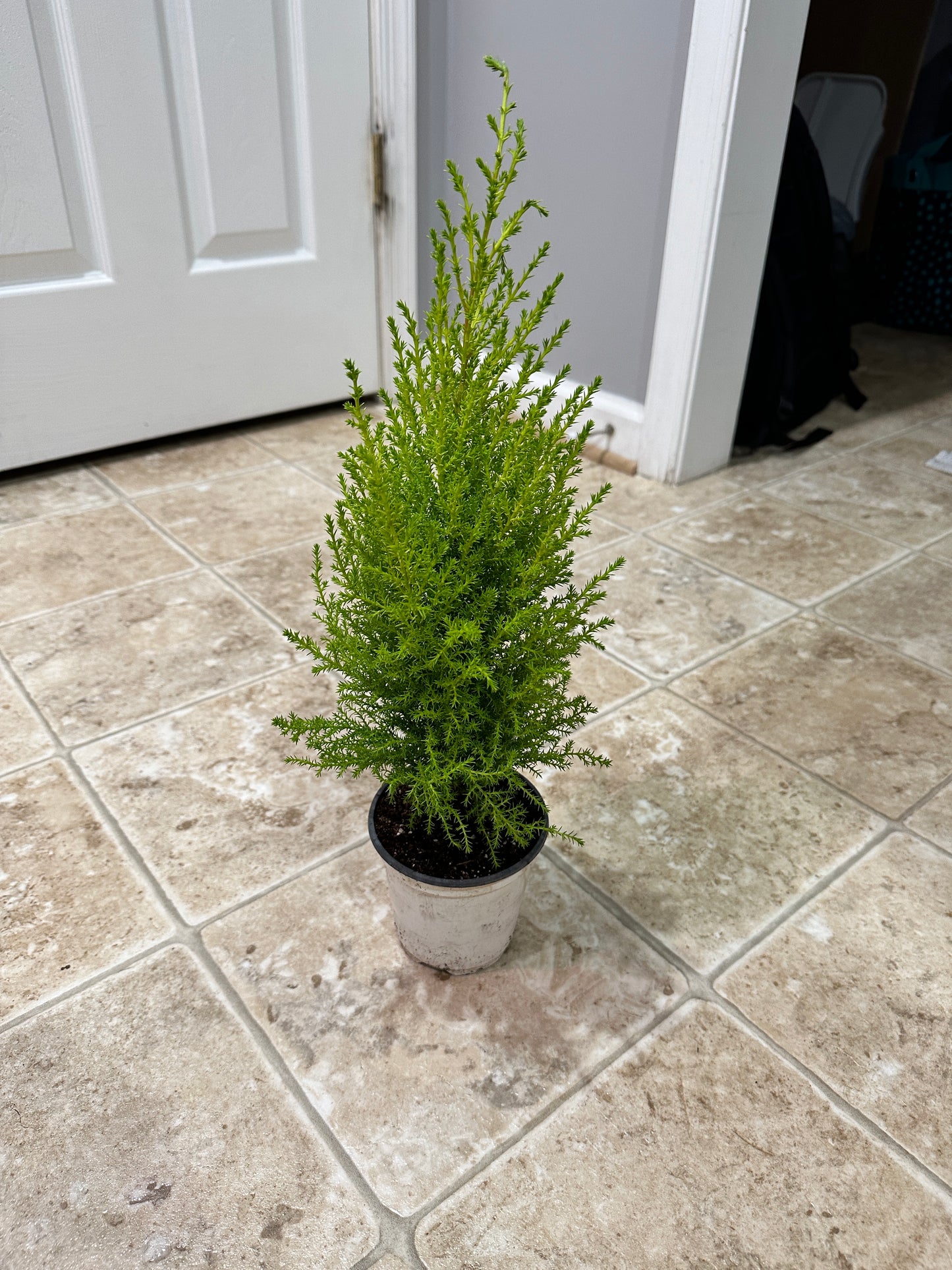 Lemon cypress