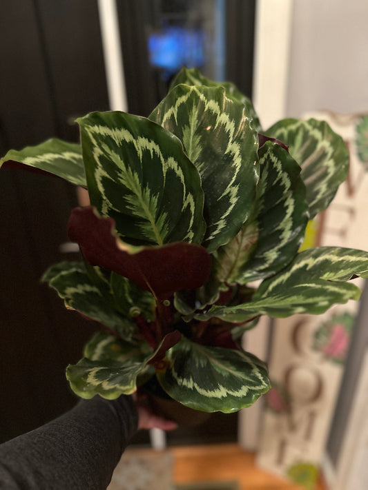 6” Calathea Medallion