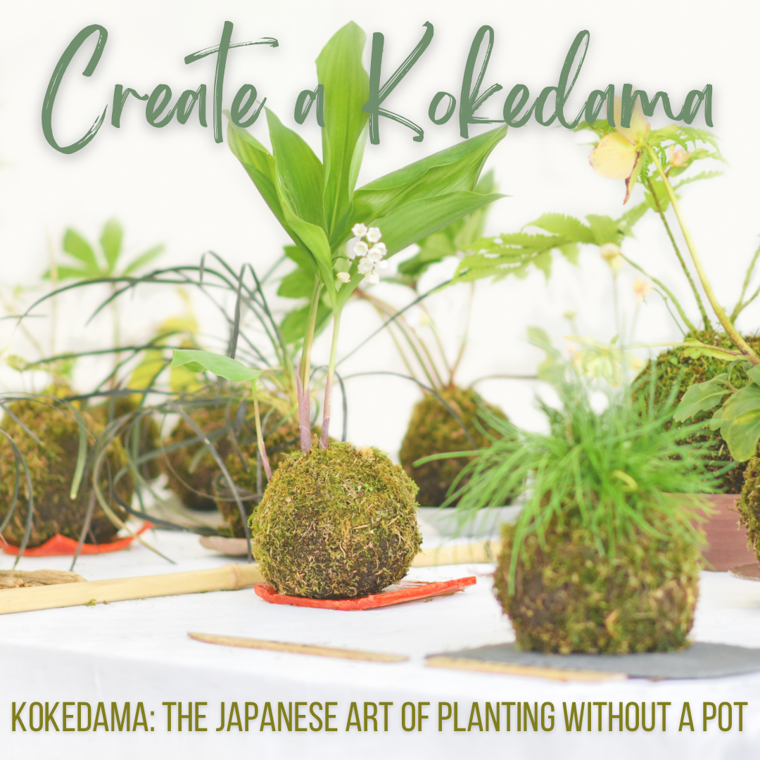 Make your own kokedama