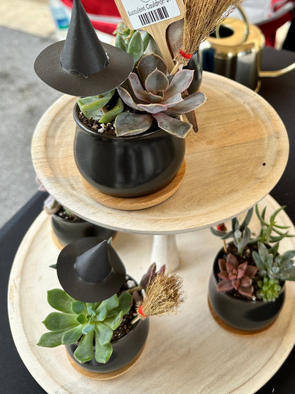 MYO succulent Cauldron kit 10/11/26