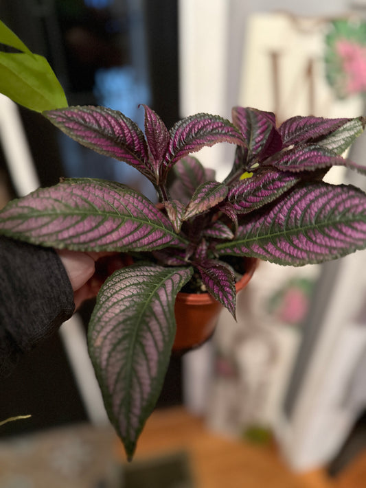 Persian Shield