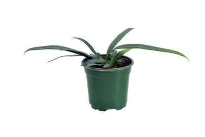 Fern Blue Oil 4 inch Grower Pot