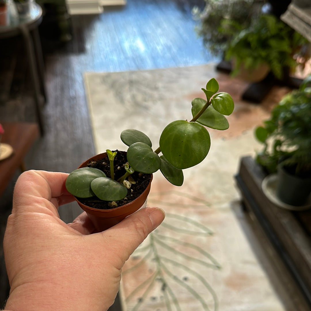 Peperomia Hope