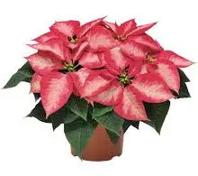 6.5” poinsettia