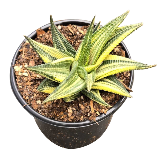 Haworthia Aurea 4 inch Grower Pot