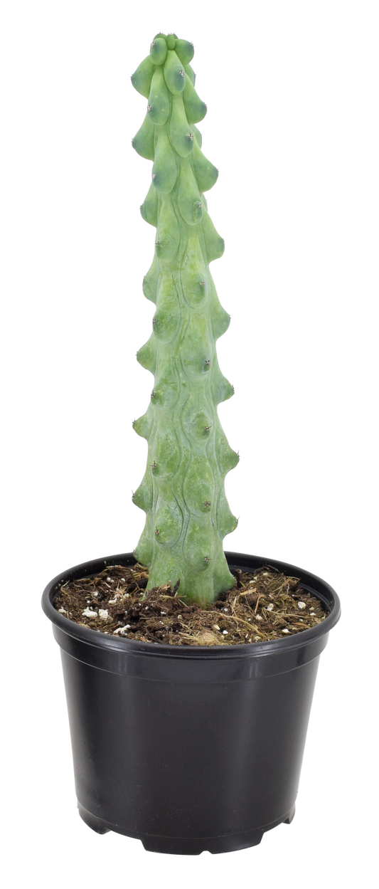 Cactus Boobie 4 inch Grower Pot