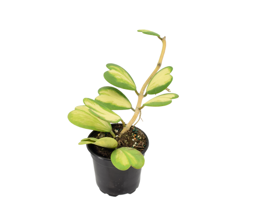 Hoya Kerri Heart Inner Variegated 4 inch Grower Pot