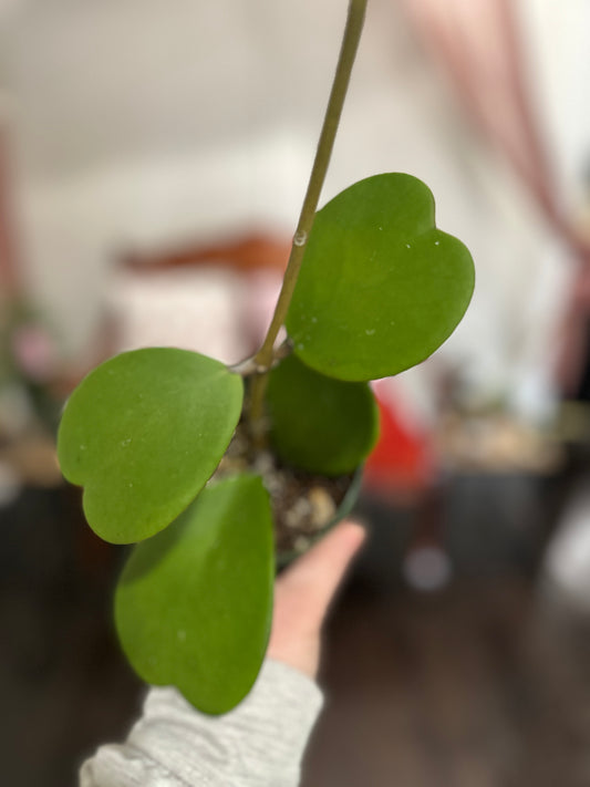 4” Hoya Heart vine