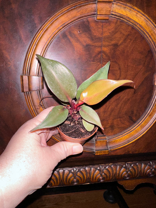 Philodendron Red Heart