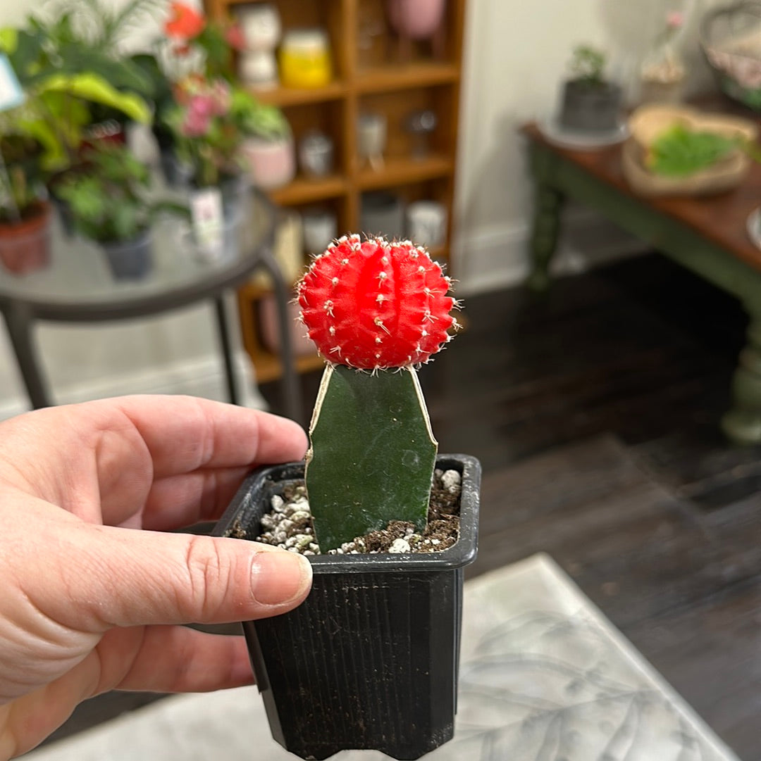 3” cactus grafted