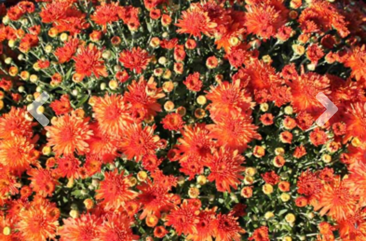 Garden Mum pre-order (#9 pot)