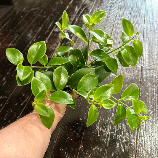 3” lipstick plant