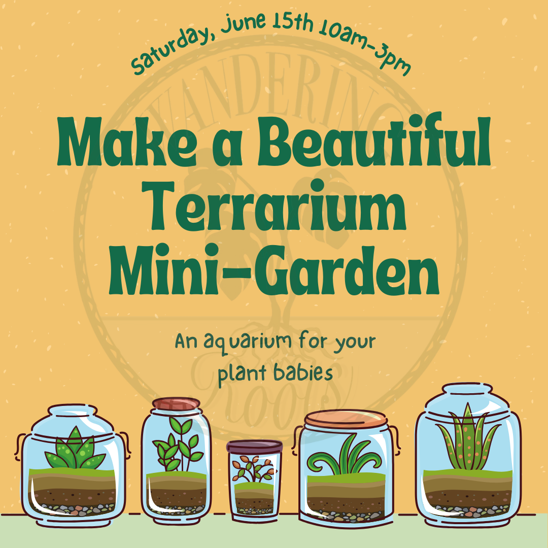 Build your own terrarium drop in event