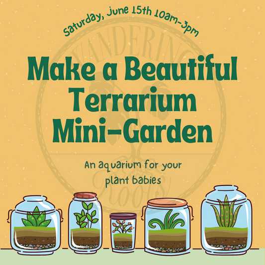 Build your own terrarium drop in event