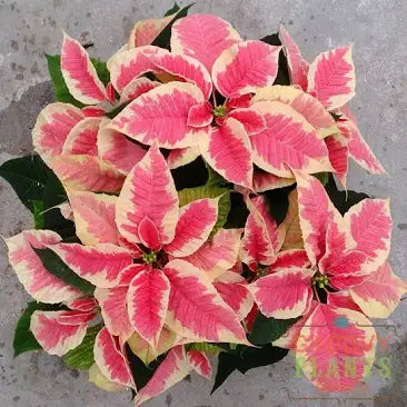 6.5” poinsettia