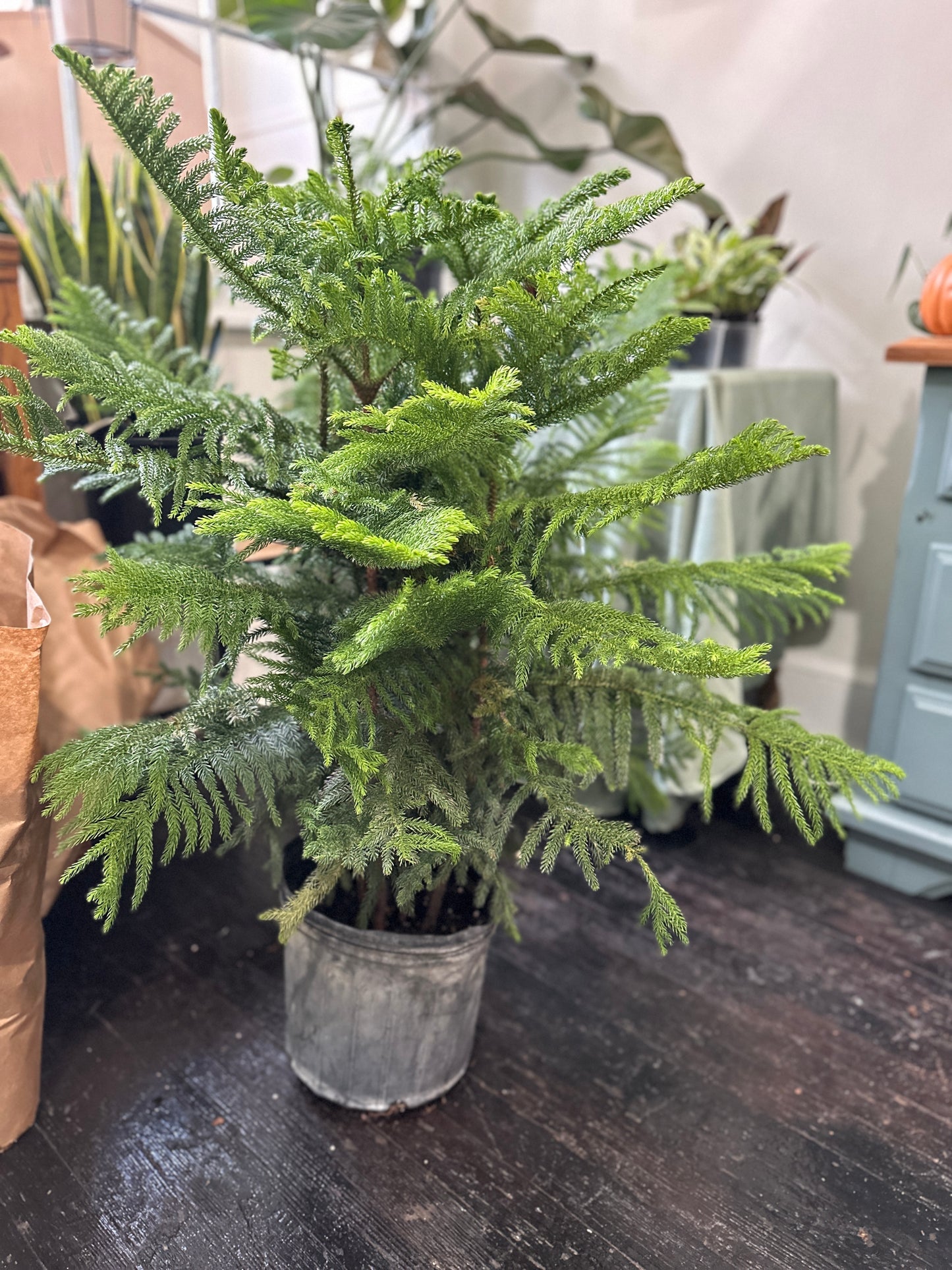 Norfolk Island Pine