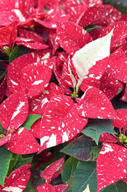 6.5” poinsettia