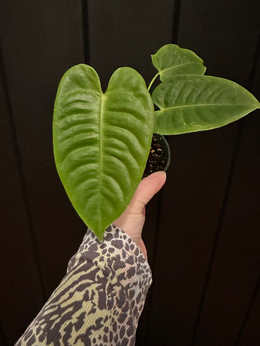 4” anthurium veitchii king