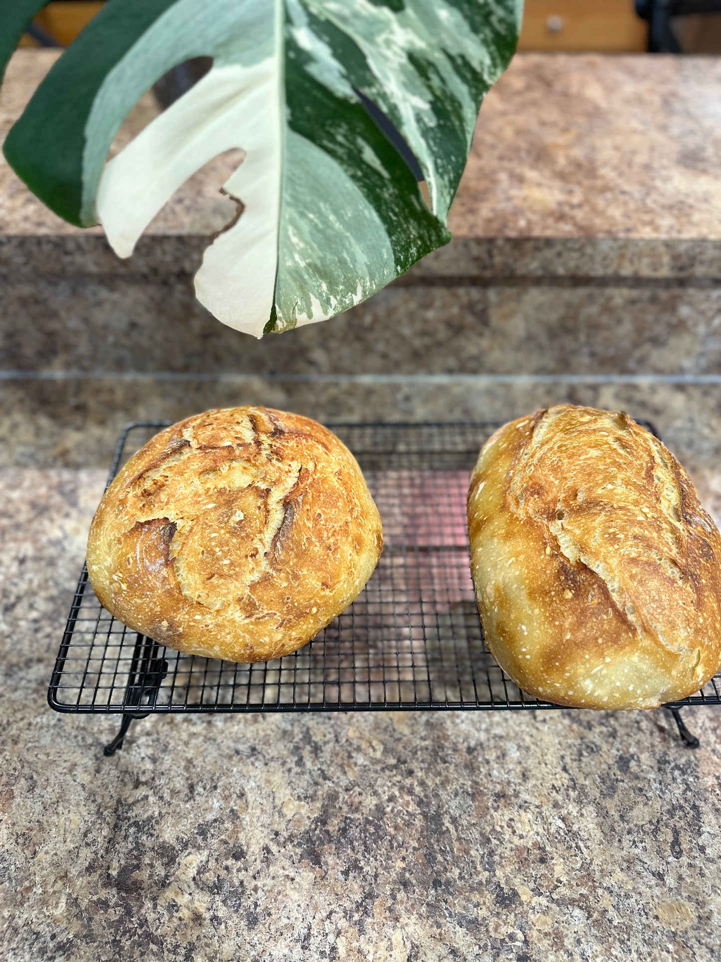 Sour Dough for beginners 8/3 at Wandering Roots