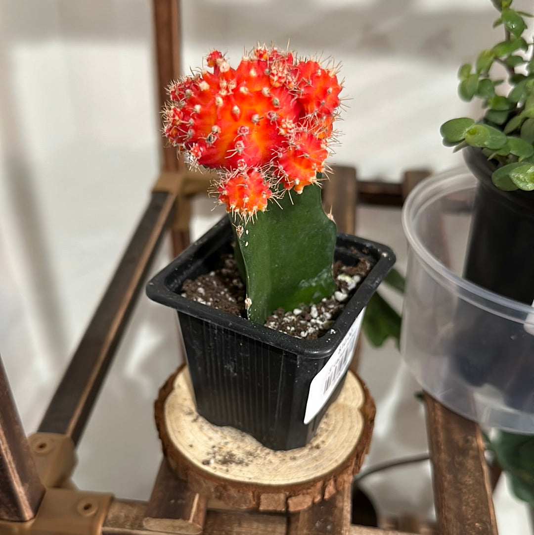 3” cactus grafted