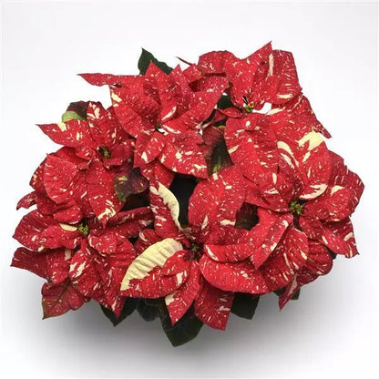 6.5” poinsettia