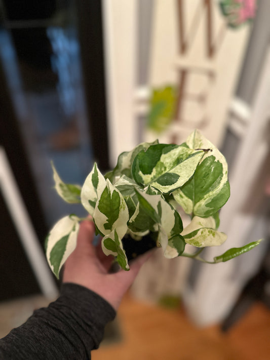 Pothos Pearls and Jade