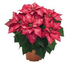 6.5” poinsettia