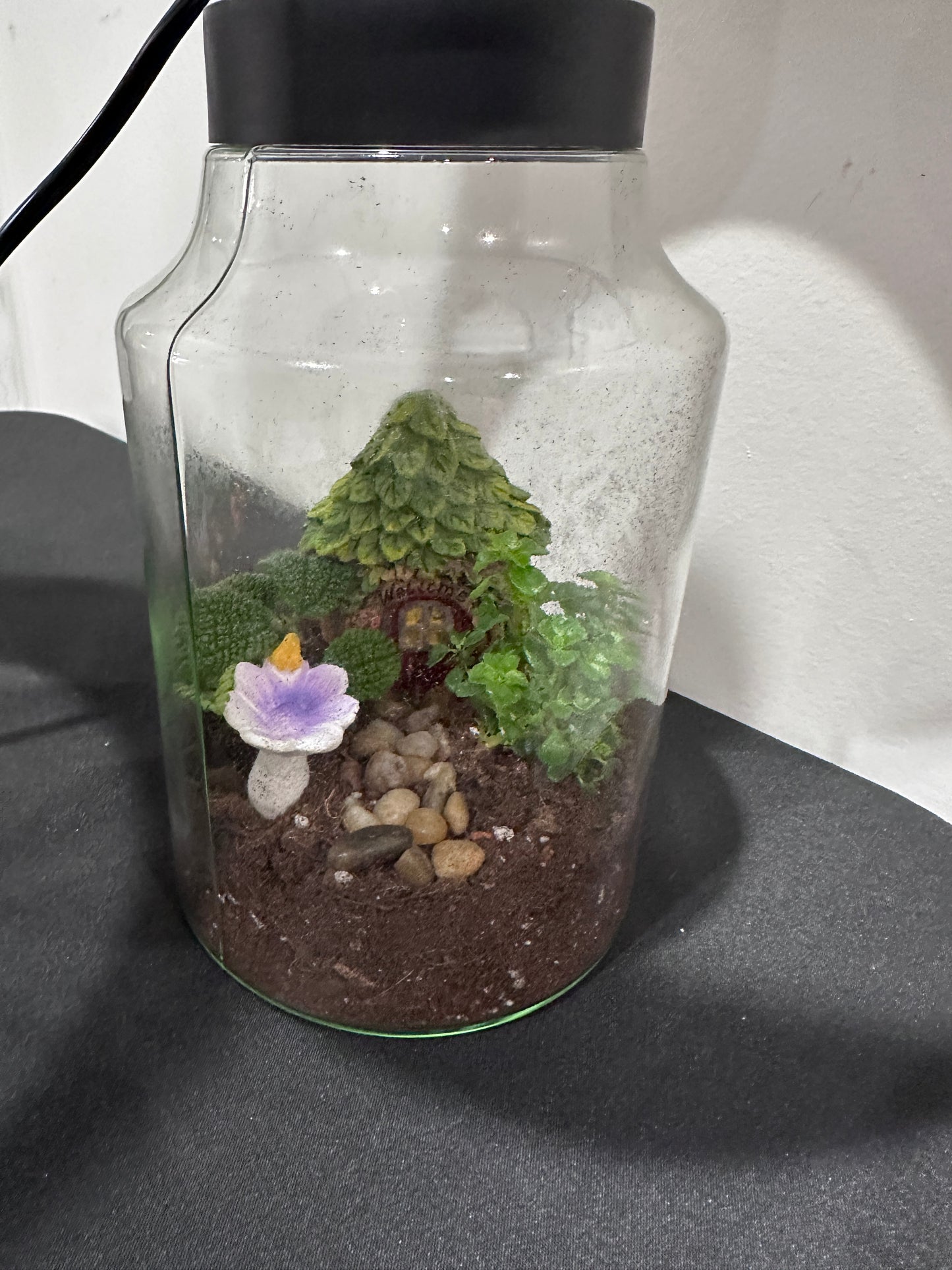 Terrarium Lamps 5/15/26