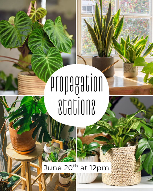 Propagation Stations with Adaya at WR 6/20/26