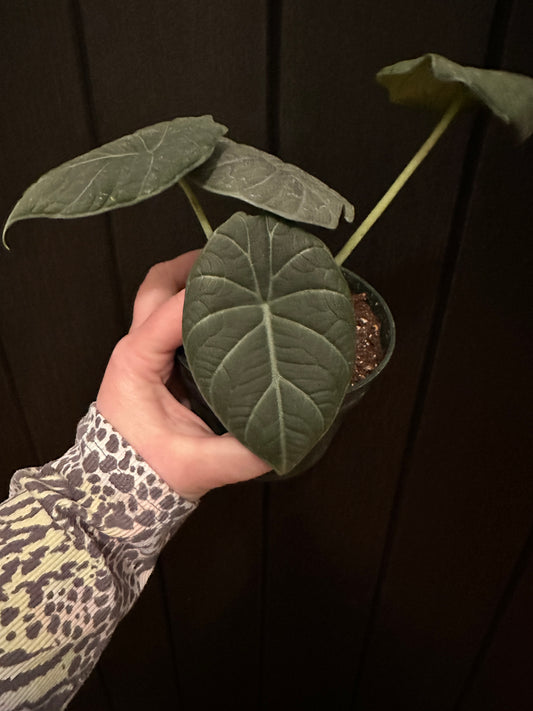 4” Alocasia Maharani