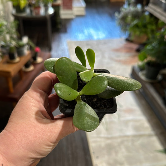 3” Jade