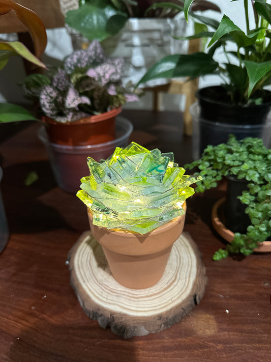 Sea Glass Succulents at Devil’s Due Distillery 6/29/25