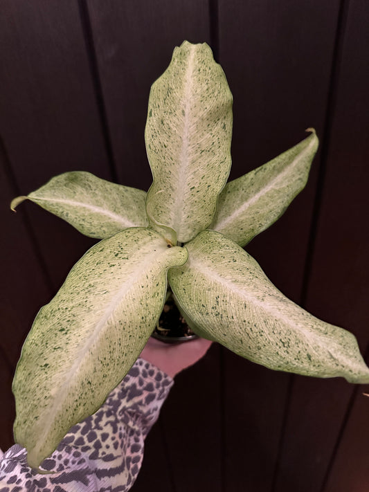 4” Dieffenbachia Camouflage